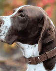 THE LINCOLN | LUXURY TWEED & LEATHER DOG COLLAR