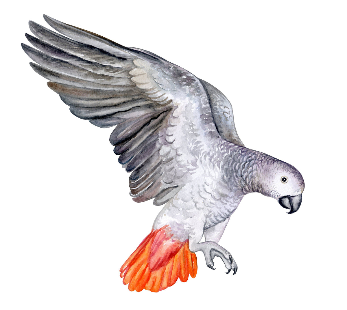 Big Wall sticker Set for kids, Flying Parrot
