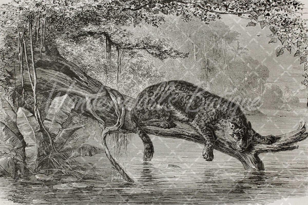 Jaguar Wallpaper - Safari Nursery | Wonderwallsboutique