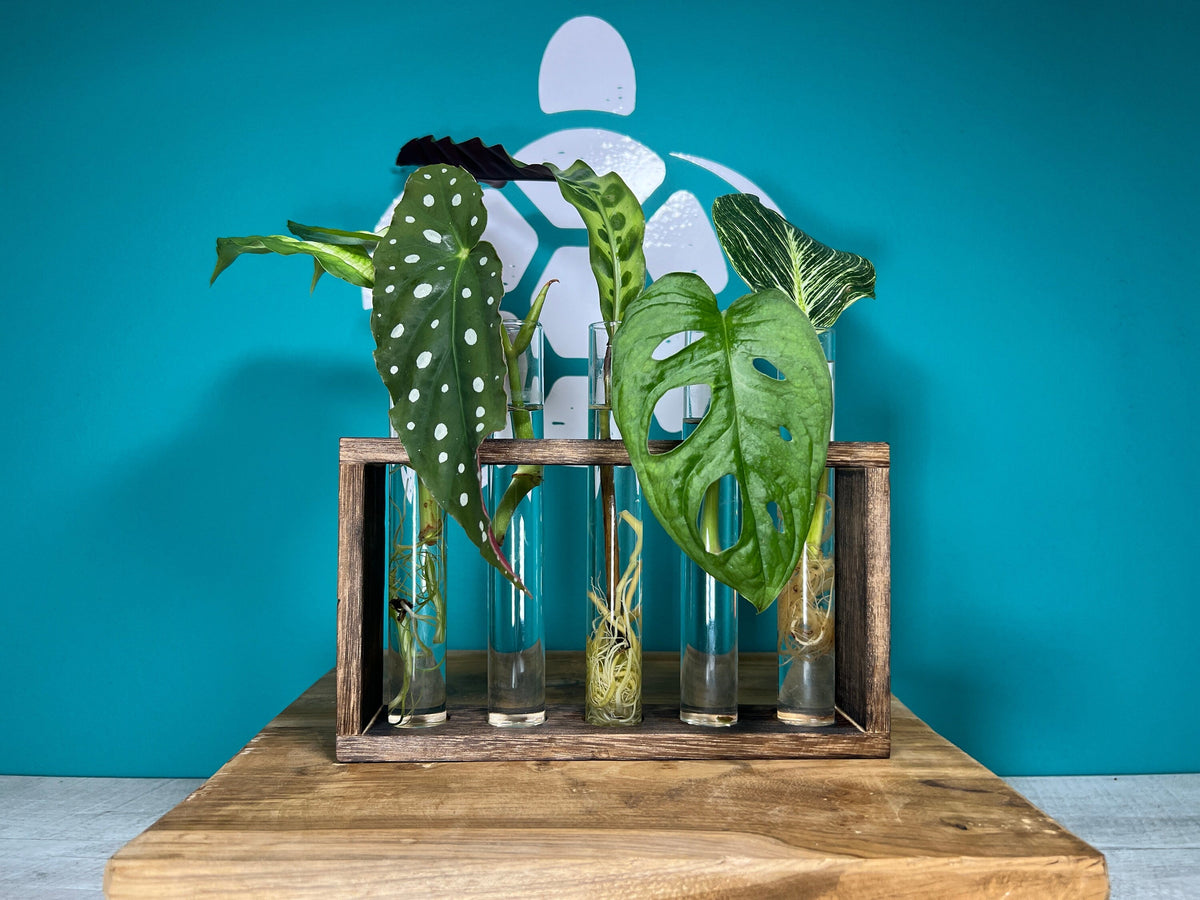Plant Propagation Gift Set 