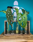 Plant Propagation Gift Set 