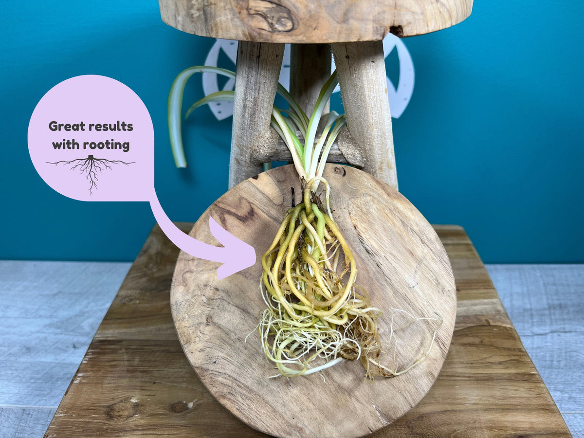 Plant Propagation Gift Set 