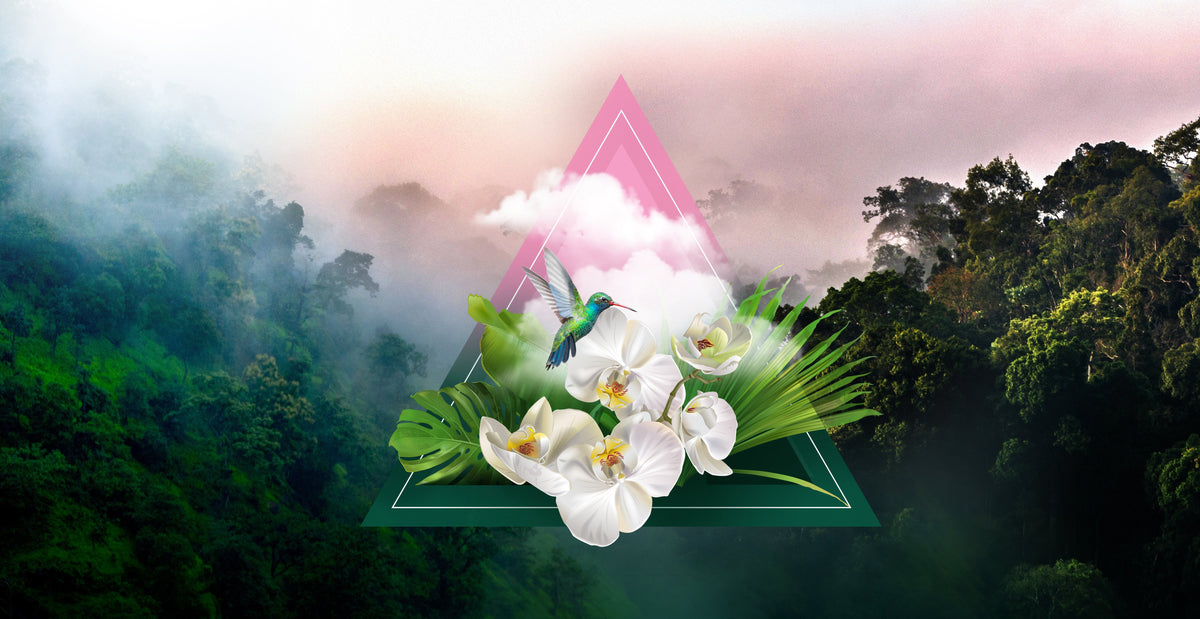 Monteverde Fragrance Oil