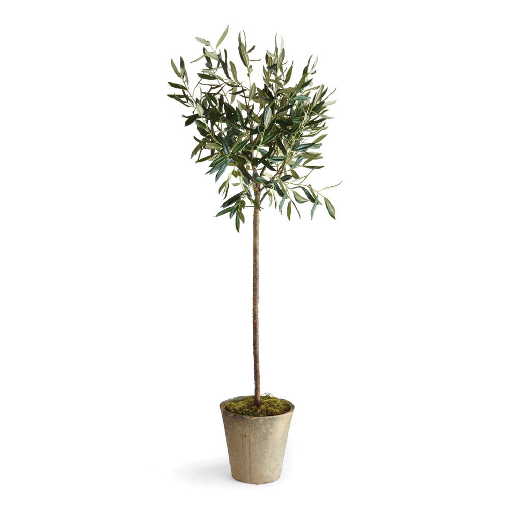 Olive Tree Potted