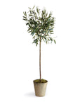 Olive Tree Potted
