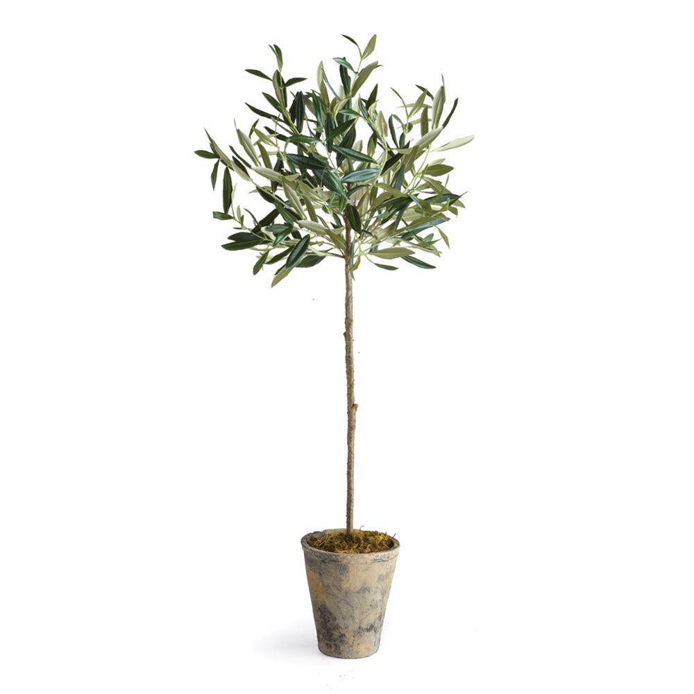 Olive Tree Potted