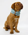 Turquoise Dog Neck Warmer for Stylish Winter Walks