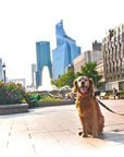 Pixels Leash for Stylish Dog Walks