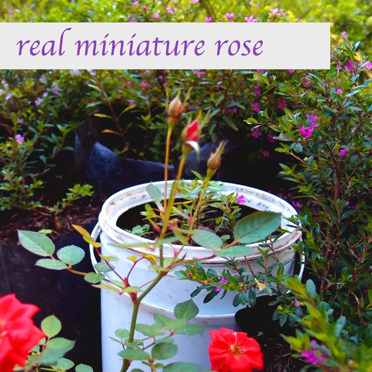 Miniature Rose Oval Pendant Necklace