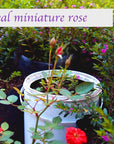 Miniature Rose Oval Pendant Necklace