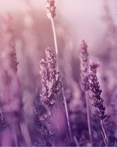 Lavender Natural Body Care Gift Set