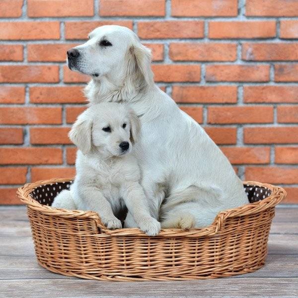 Eco Friendly Handwoven Wicker Dog Bed with Cushion