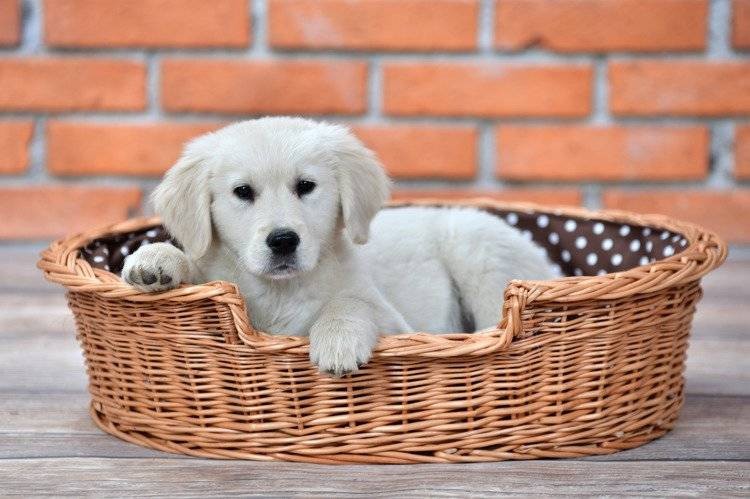 Eco Friendly Handwoven Wicker Dog Bed with Cushion