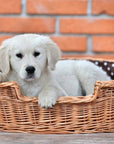 Eco Friendly Handwoven Wicker Dog Bed with Cushion