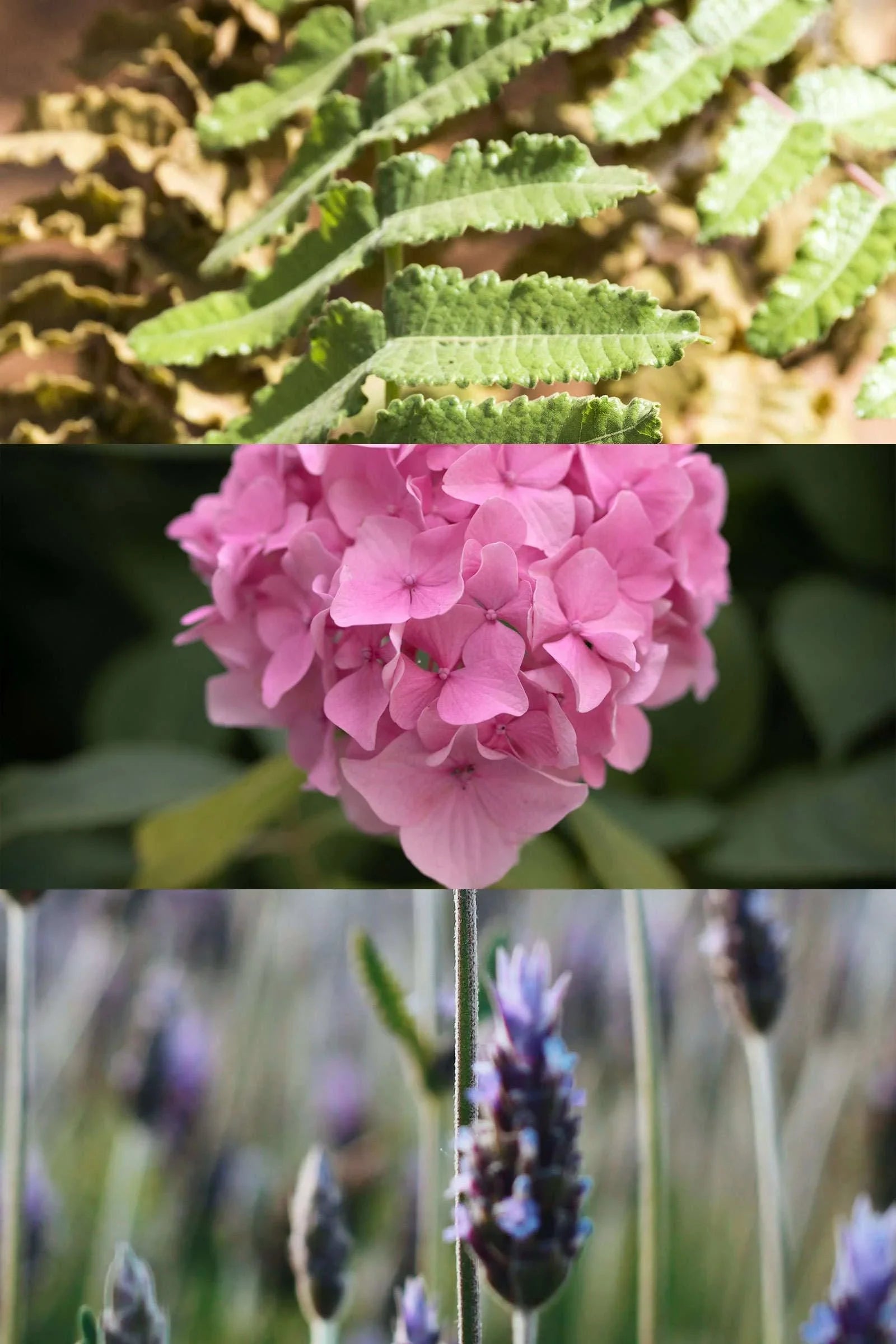 Rest Calm Blended Essential Oil