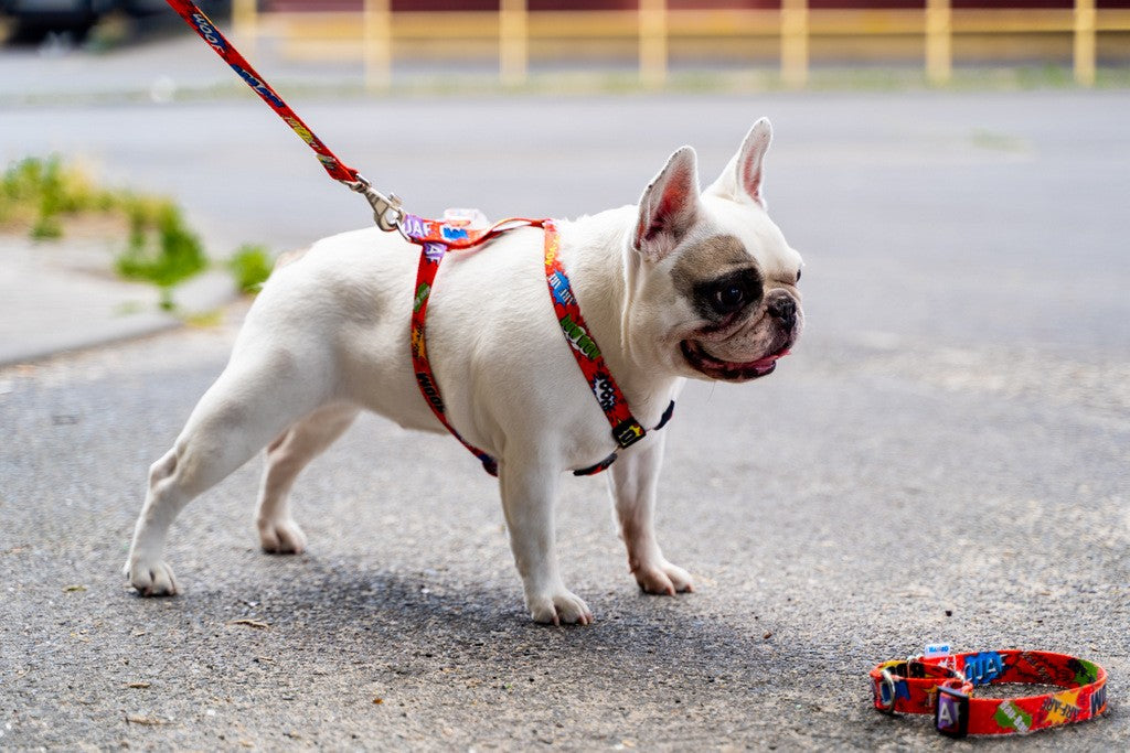 Red Graffiti Nylon Dog Harness