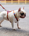 Red Graffiti Nylon Dog Harness