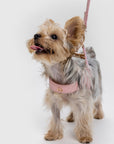 Leather Harness
