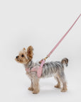 Leather Harness Set