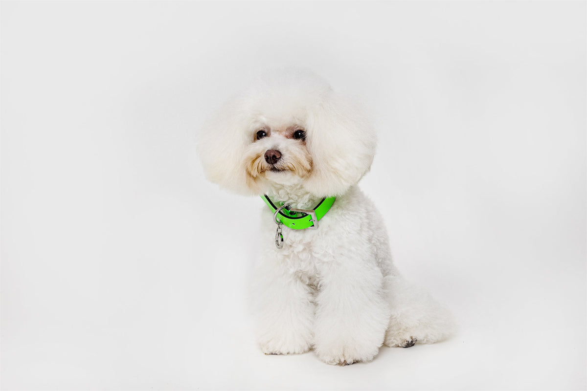 Premium Leather Collar
