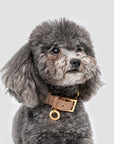 Premium Leather Collar