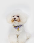 Premium Leather Collar