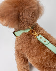 Premium Leather Lead