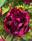 Real touch peony arrangement in glass vase - 10"