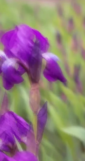 Craving the Moment Perfume Oil 10ml