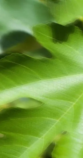 Craving the Moment Perfume Oil 10ml