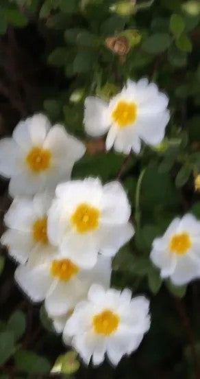 Craving the Moment Perfume Oil 10ml