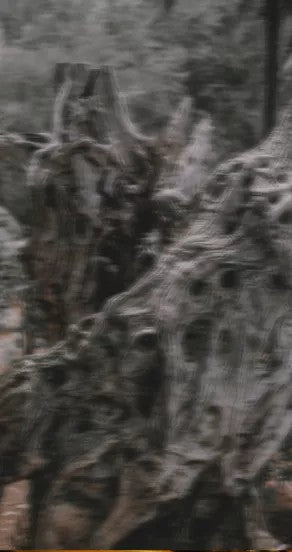 Ego Rex Perfume Oil 10ml