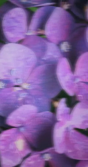 Incognito Perfume Oil Roll On 10ml