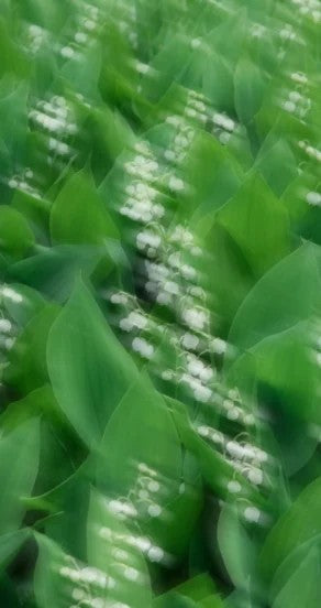 Mellow Pitch Perfume Oil 10ml