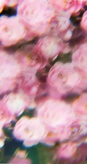 Spring Of Youth Perfume Oil 10ml