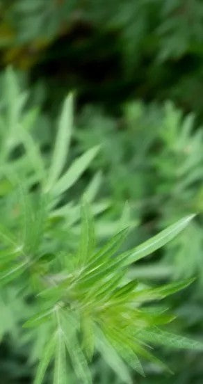 Spring Of Youth Perfume Oil 10ml