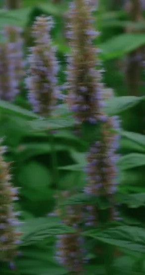 Spring Of Youth Perfume Oil 10ml