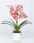 Pink Vanda Orchid Arrangement in Vase - 24"