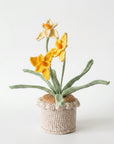 Daffodil