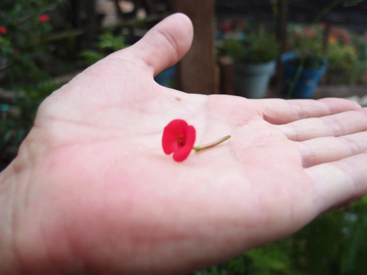 Poppy Teardrop Pendant Necklace