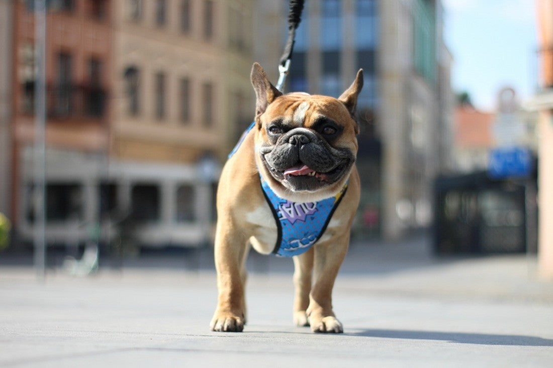 Pressure Free Dog Harness in Blue Graffiti