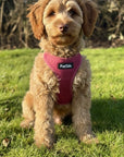 Puppy step-in Harness - Berry Red