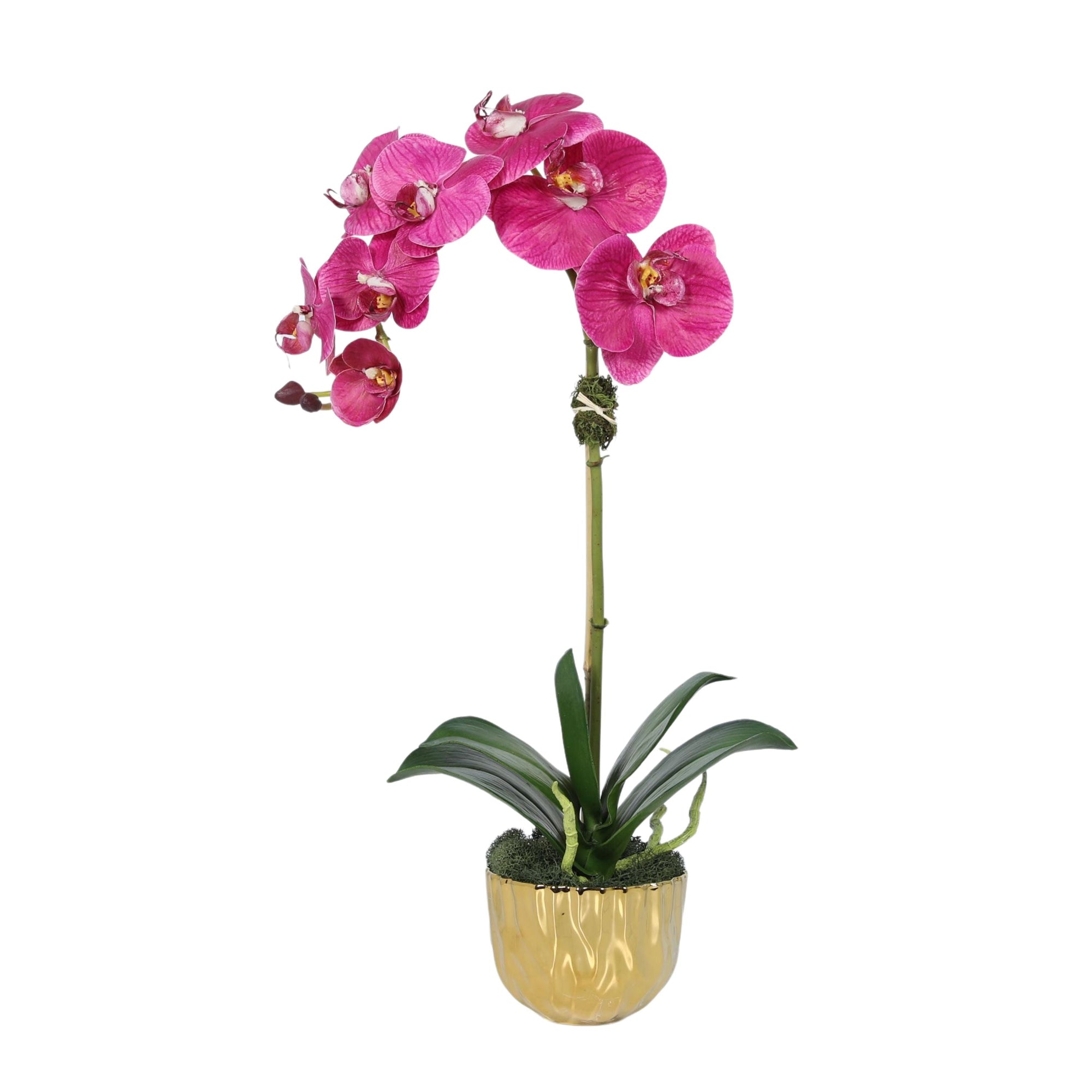 Phalaenopsis Orchid Plant in Gold Vase - 18"