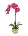Phalaenopsis Orchid Plant in Gold Vase - 18"