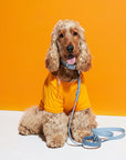 Rose Wylie Collar - Hypoallergenic