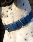Royal Blue Leather Dog Collar