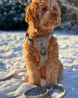 Rugged Rover™ Harness - Foxbury Plaid