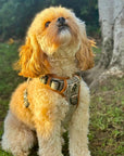 Rugged Rover™ Harness - Foxbury Plaid