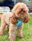 Rugged Rover™ Harness - Jurassic Party