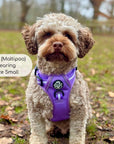 Rugged Rover™ Harness - Lilac Blush